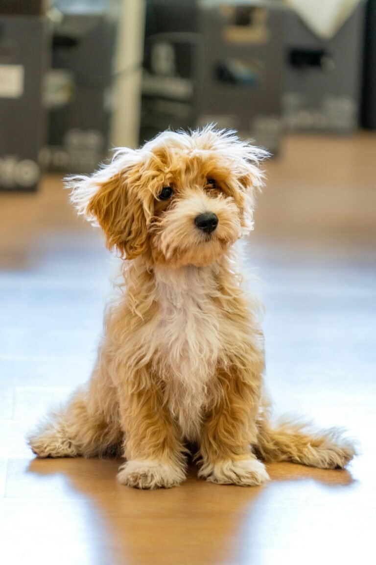 A fluffy dog waiting on a comfortable absorbent pet training pad - PadForPet