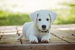 Cute puppy sitting on dog training pad